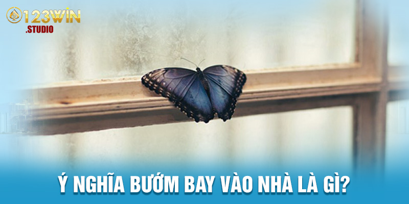 Ý nghĩa bướm bay vào nhà là gì?